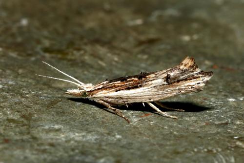 Ypsolopha scabrella